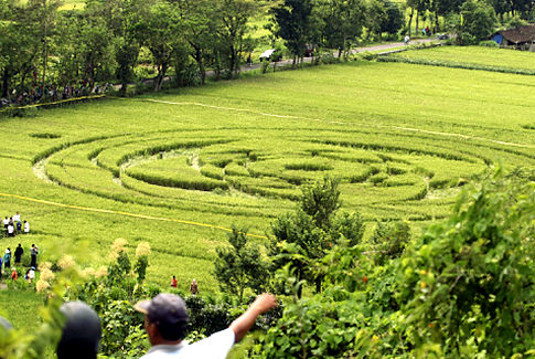 Crop circles in Indonesia have